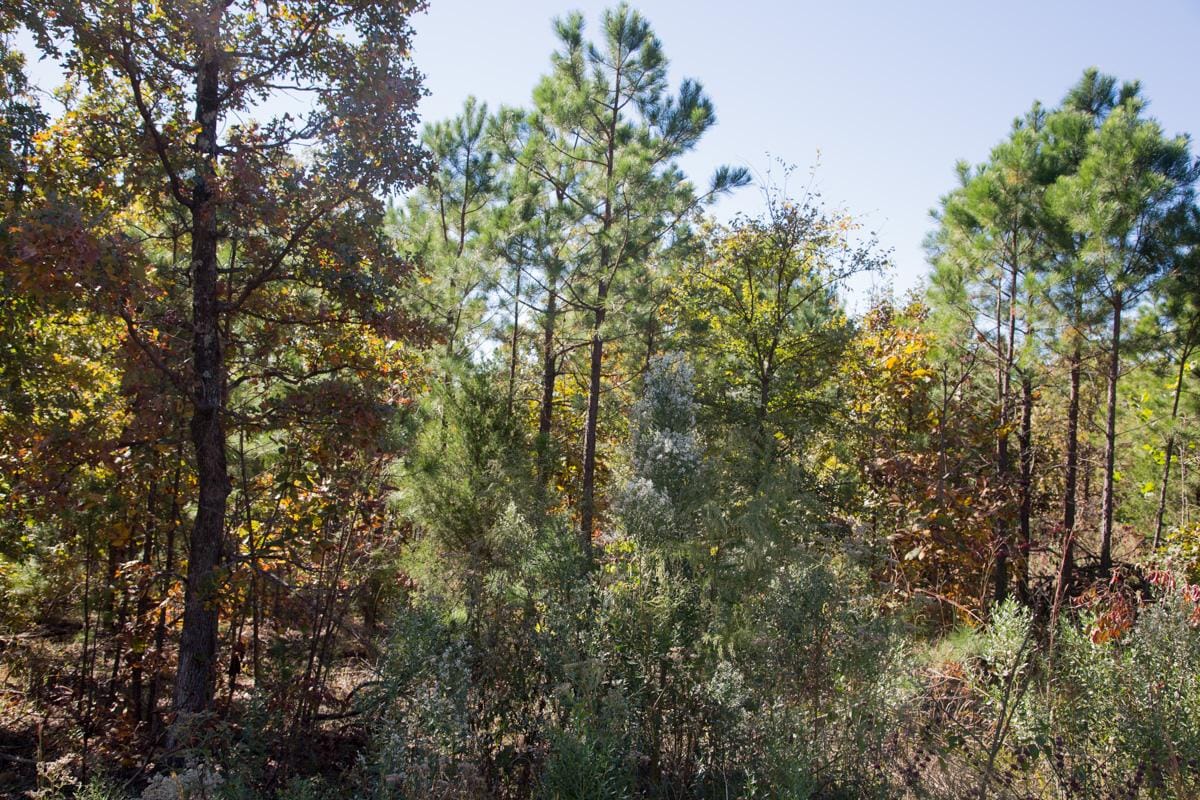 Stone Creek Phase I Tract 176 photo 8