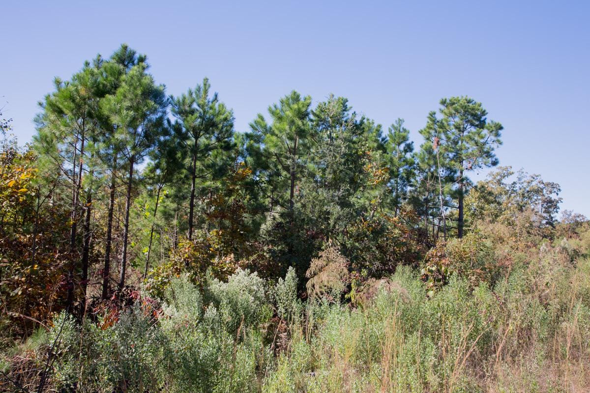 Stone Creek Phase I Tract 176 photo 9