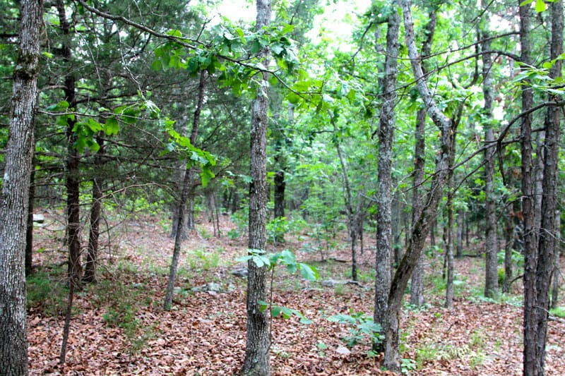 Trophy Ridge Phase II Tract 83 photo 2