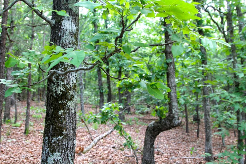 Trophy Ridge Phase II Tract 83 photo 3