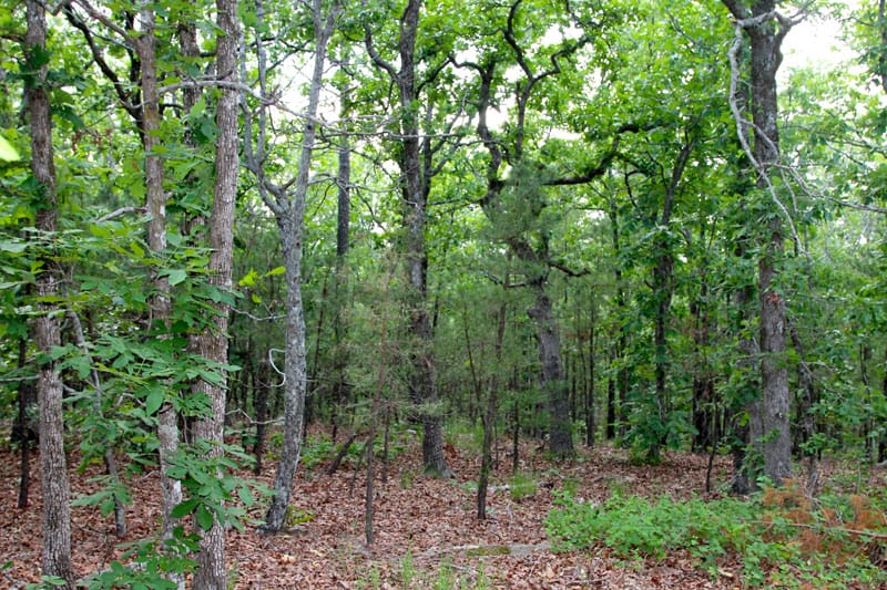 Trophy Ridge Phase II Tract 83 photo 4