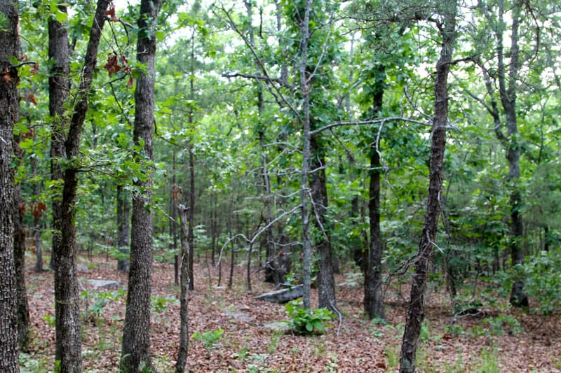 Trophy Ridge Phase II Tract 83 photo 5