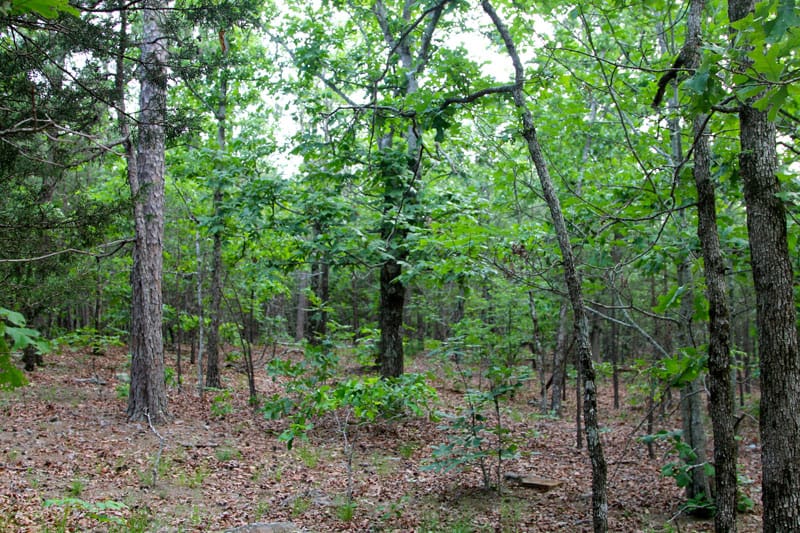 Trophy Ridge Phase II Tract 83 photo 6