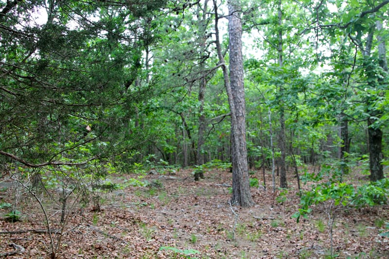 Trophy Ridge Phase II Tract 83 photo 7