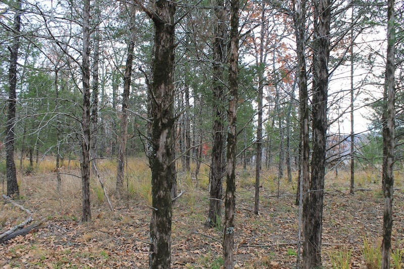 Indian Ridge – Phase I Tract 21 photo 5