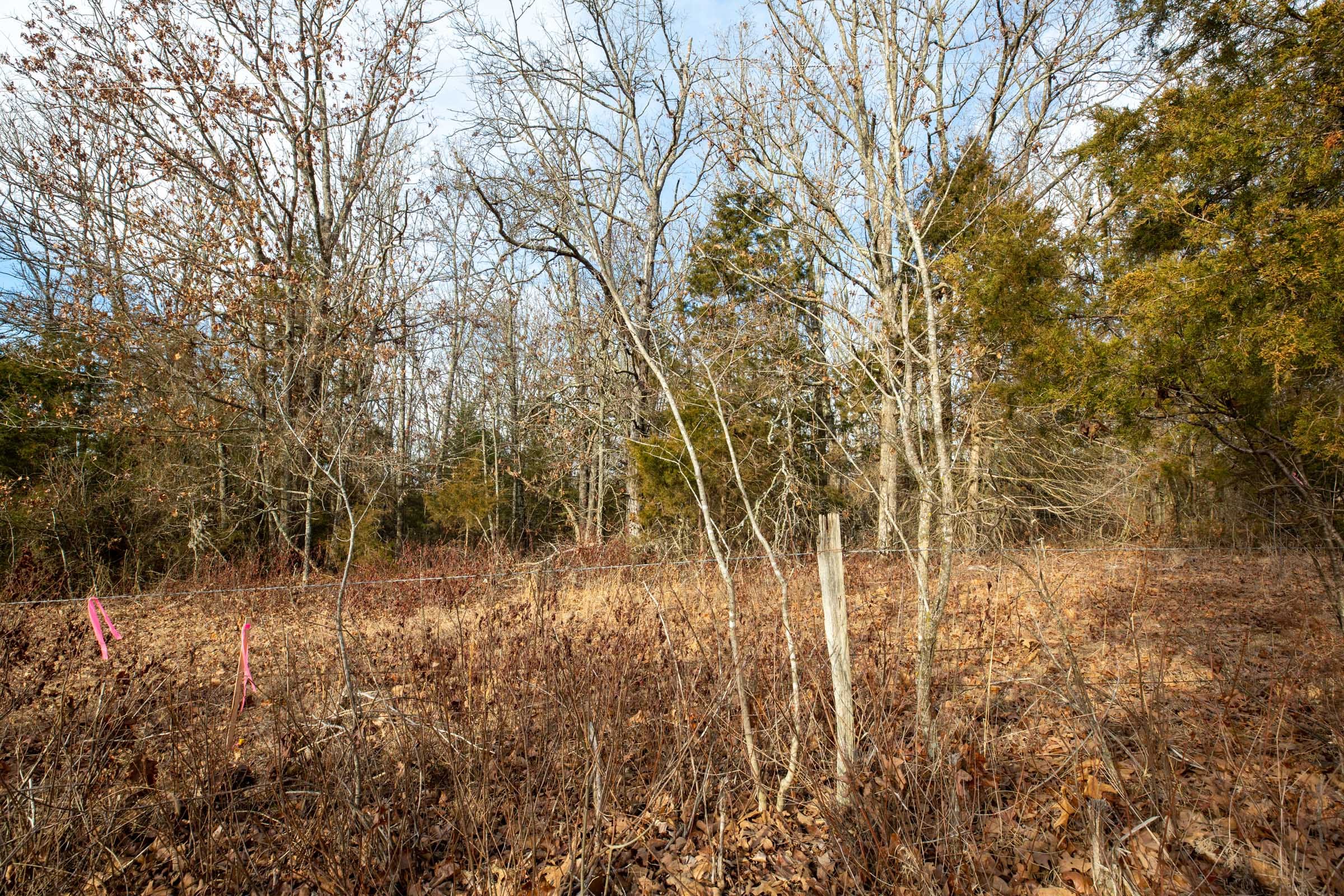 Forest Hill Tract 8 photo 3