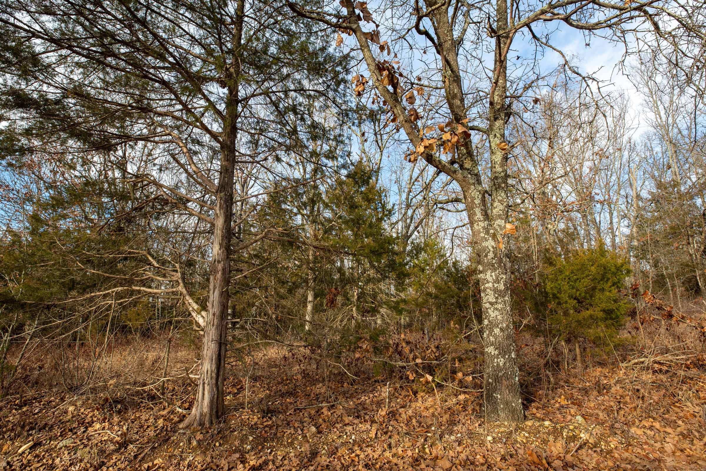 Forest Hill Tract 8 photo 2