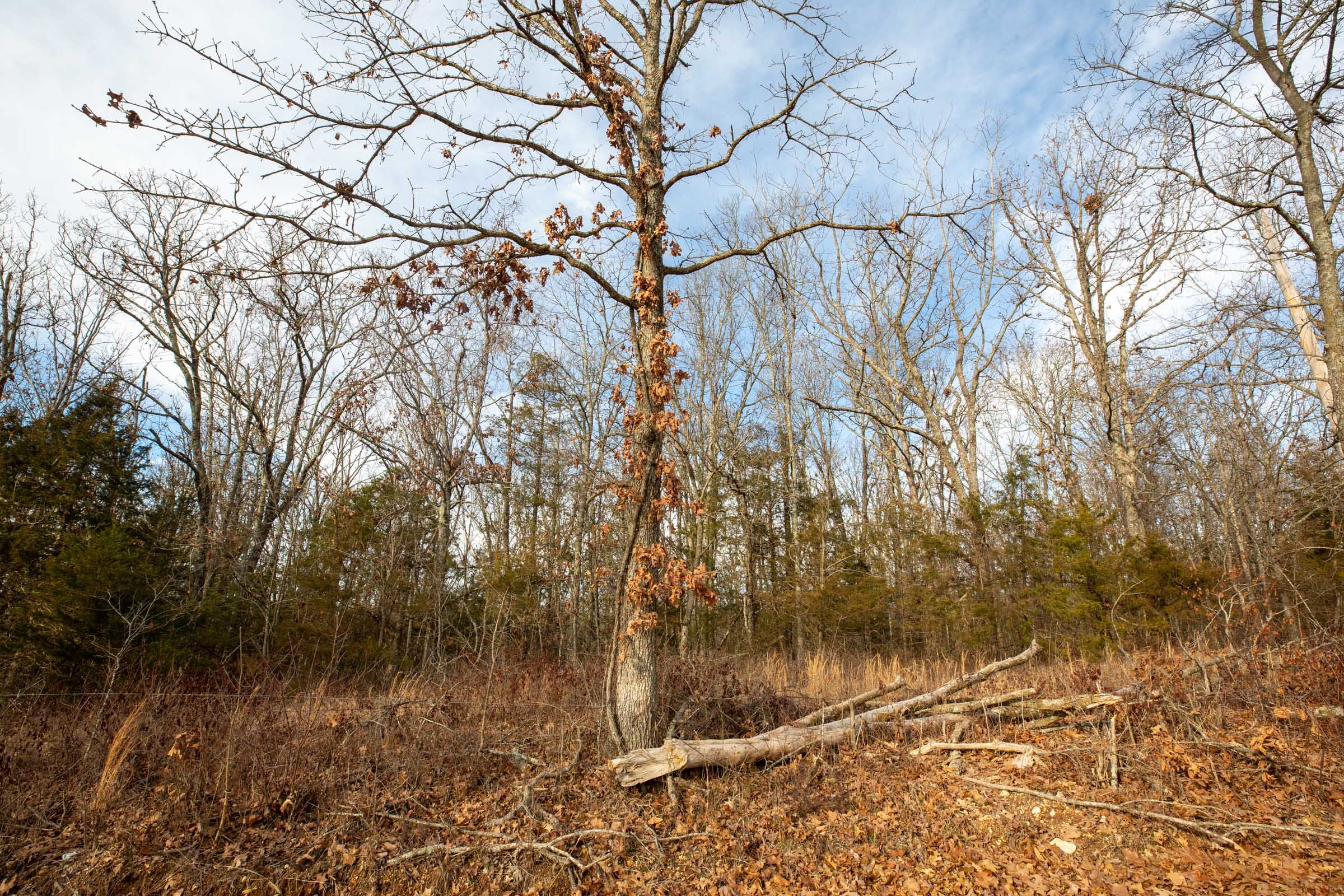Forest Hill Tract 8 photo 4