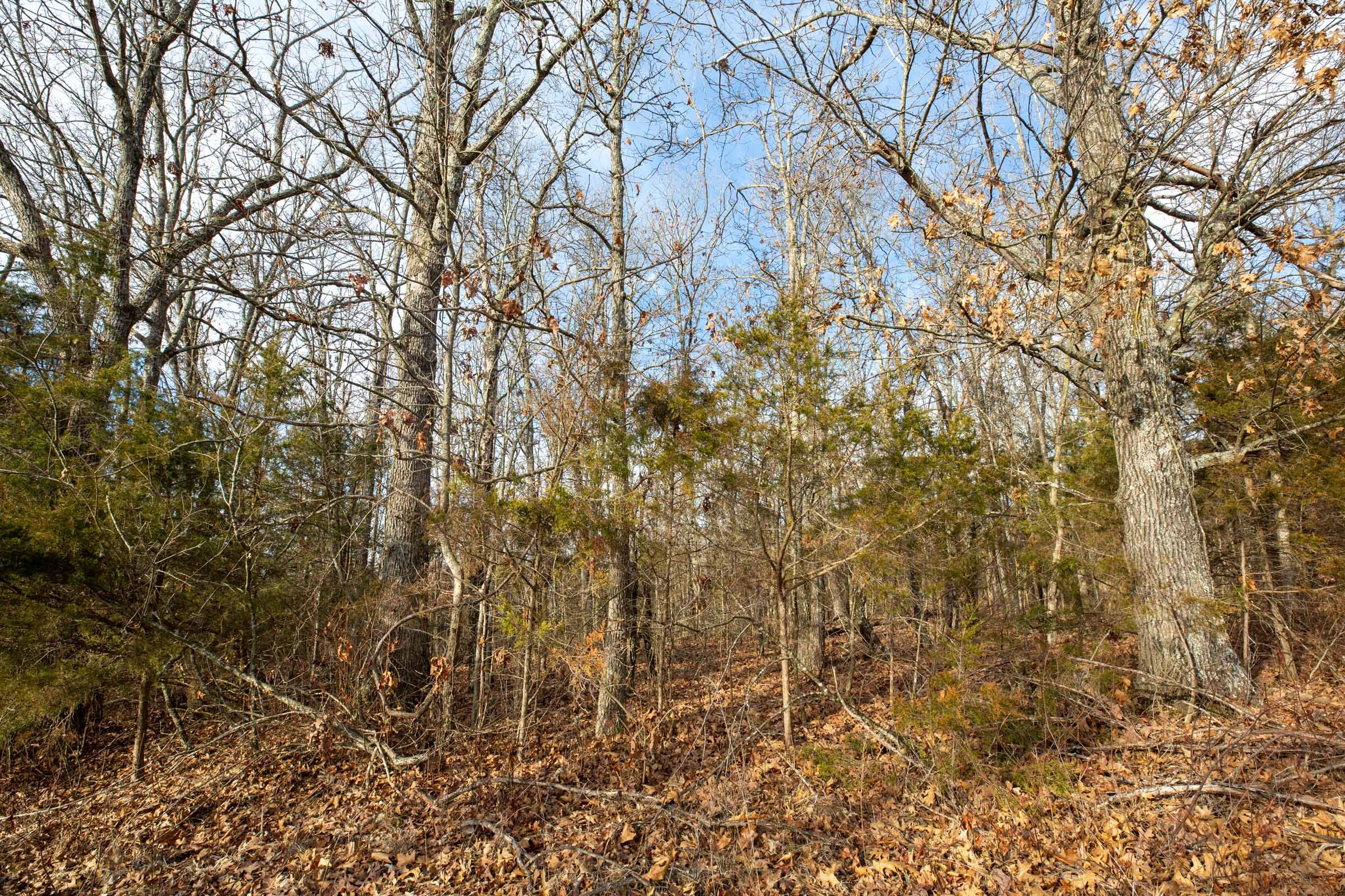 Forest Hill Tract 8 photo 8