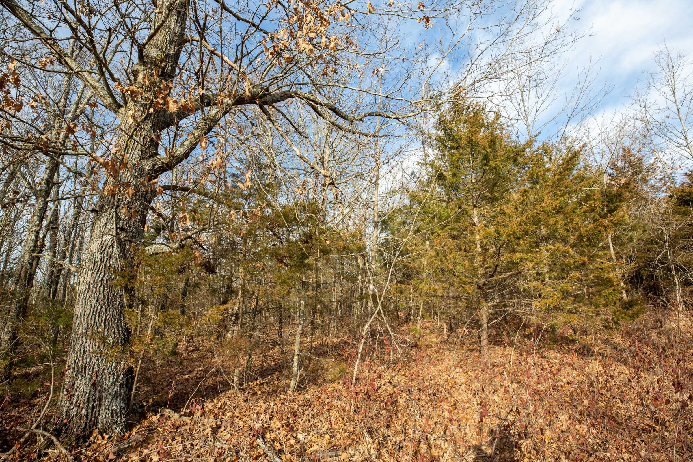 Forest Hill Tract 8 photo 9