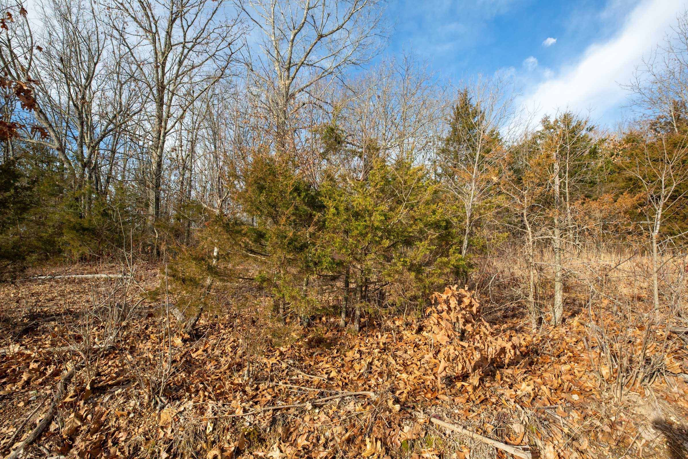 Forest Hill Tract 8 photo 10