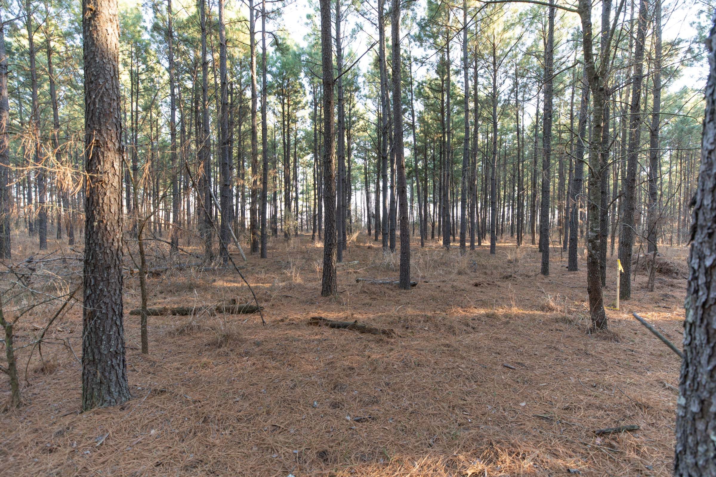 Wishing Star Ranch Tract 57 photo 2