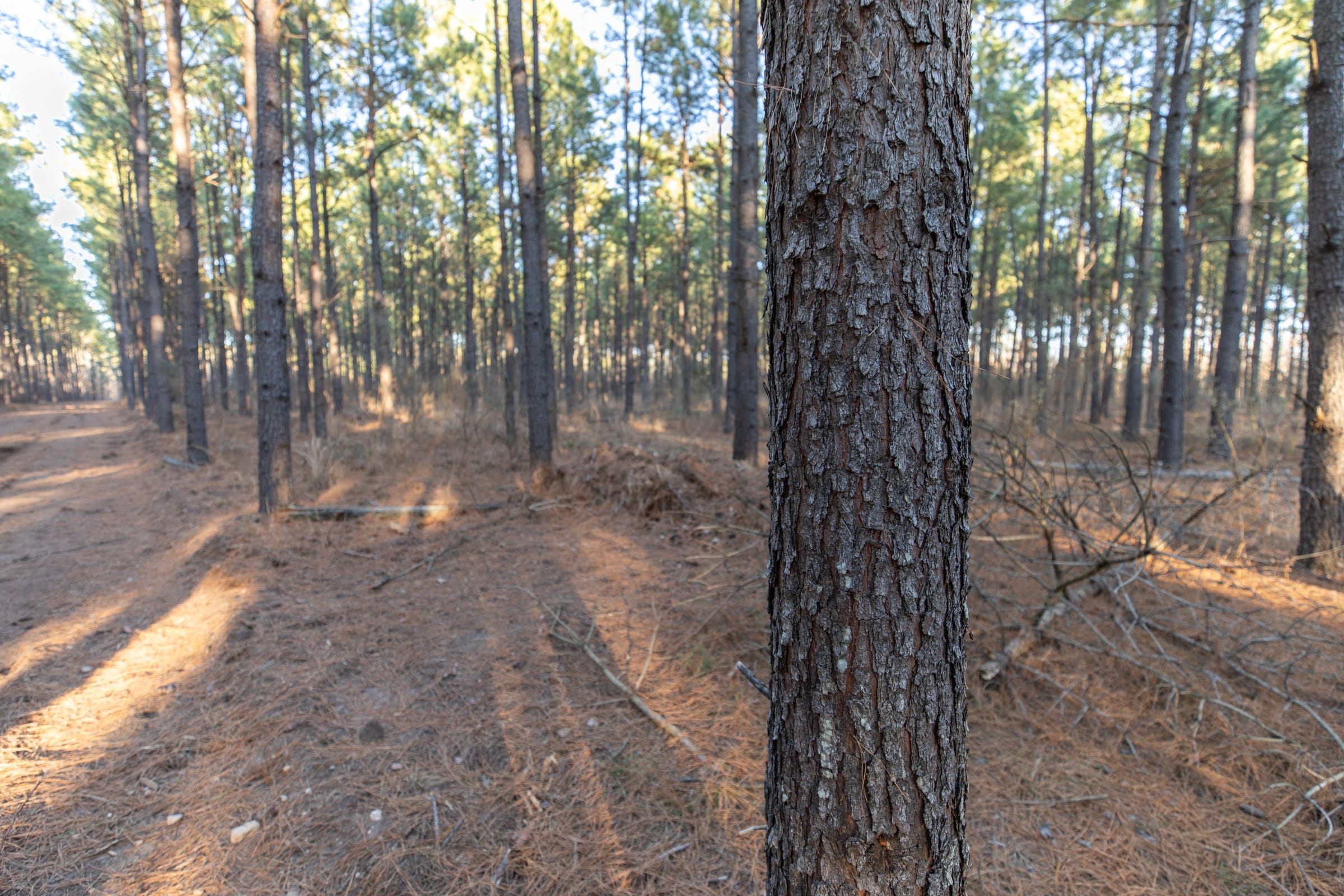 Wishing Star Ranch Tract 57 photo 3