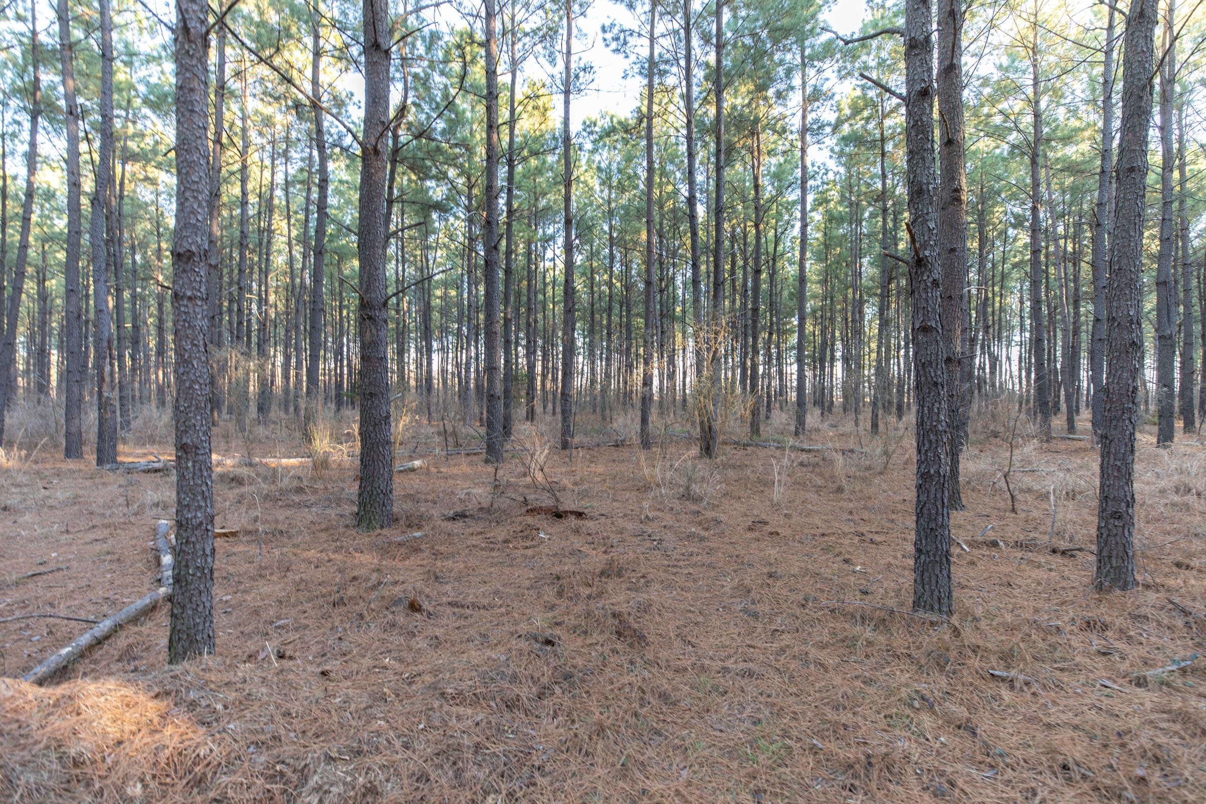 Wishing Star Ranch Tract 57 photo 6