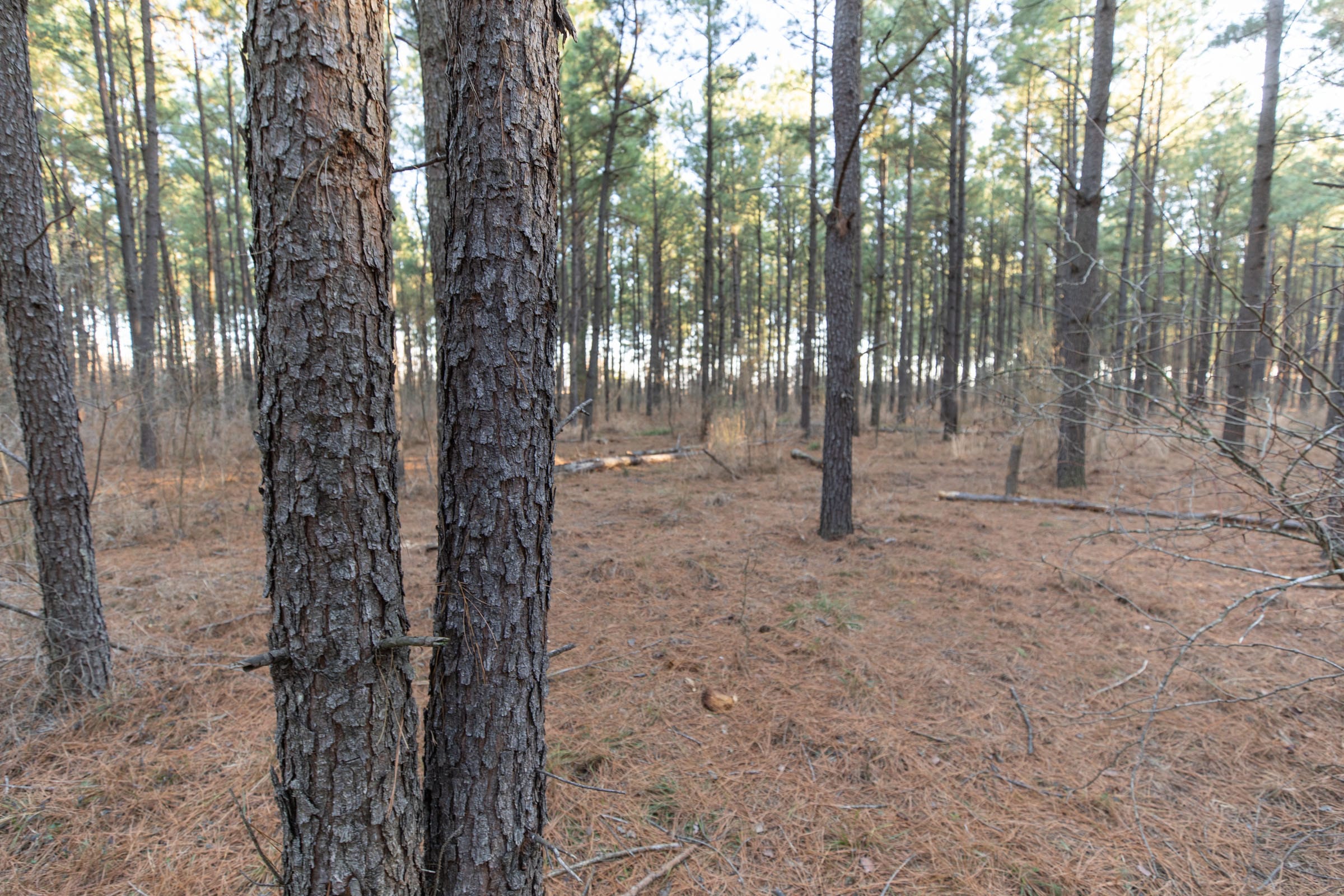 Wishing Star Ranch Tract 57 photo 7