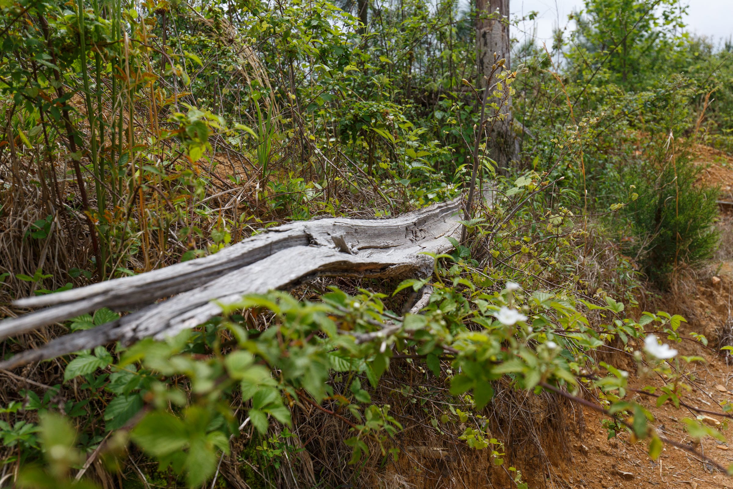 Red Barn Ranch Tract 50 photo 2