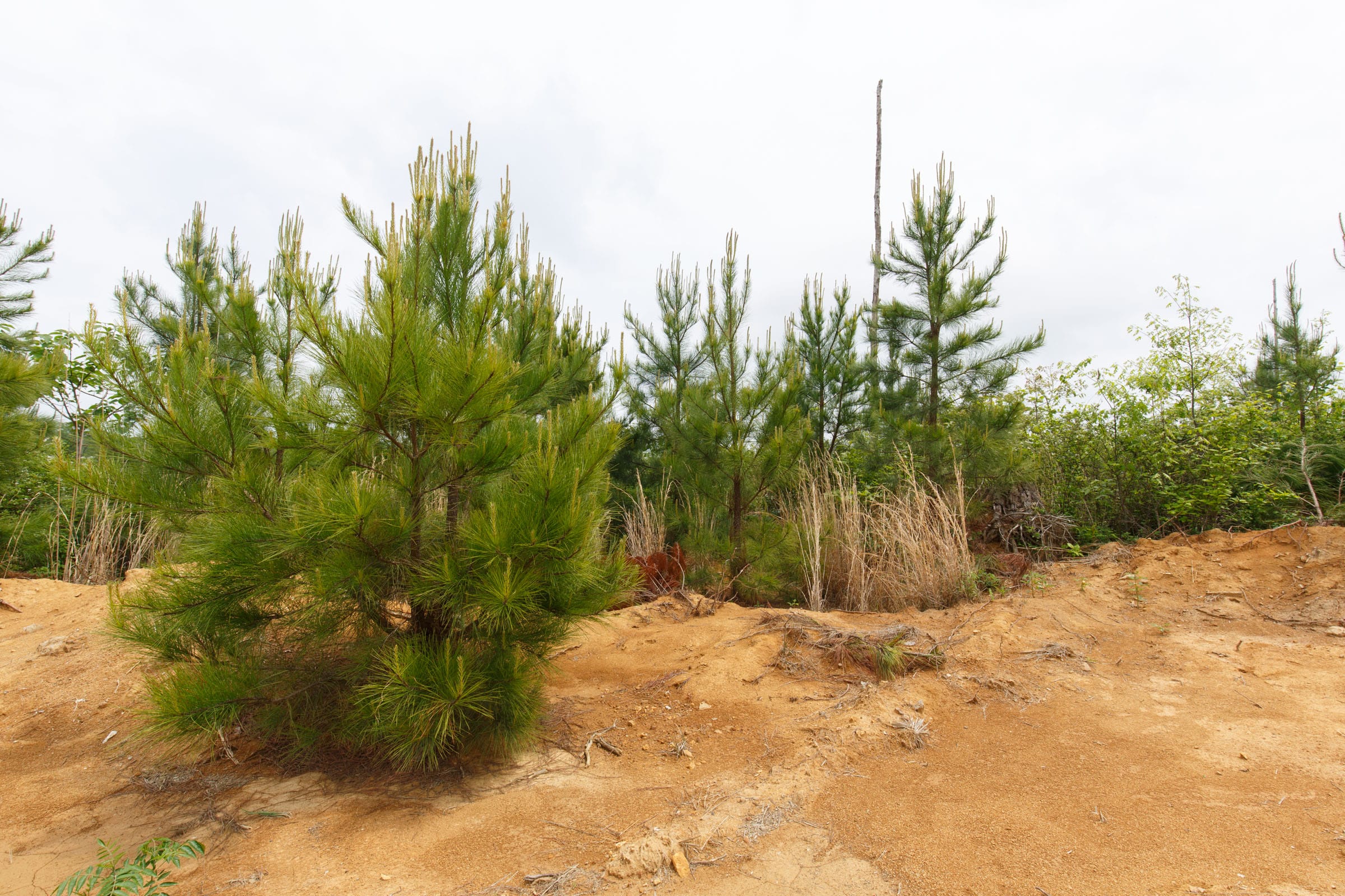 Red Barn Ranch Tract 50 photo 8