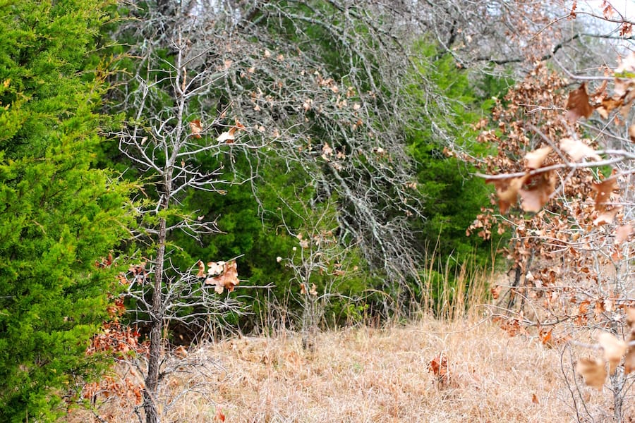Montgomery Ranch Tract 20 photo 4