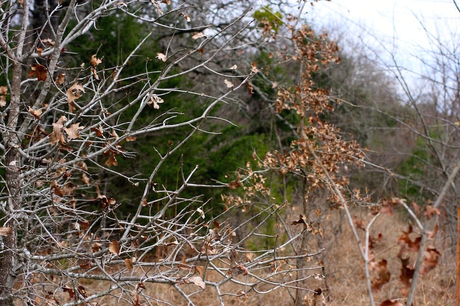 Montgomery Ranch Tract 20 photo 11