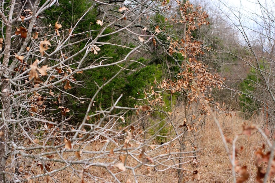 Montgomery Ranch Tract 20 photo 12