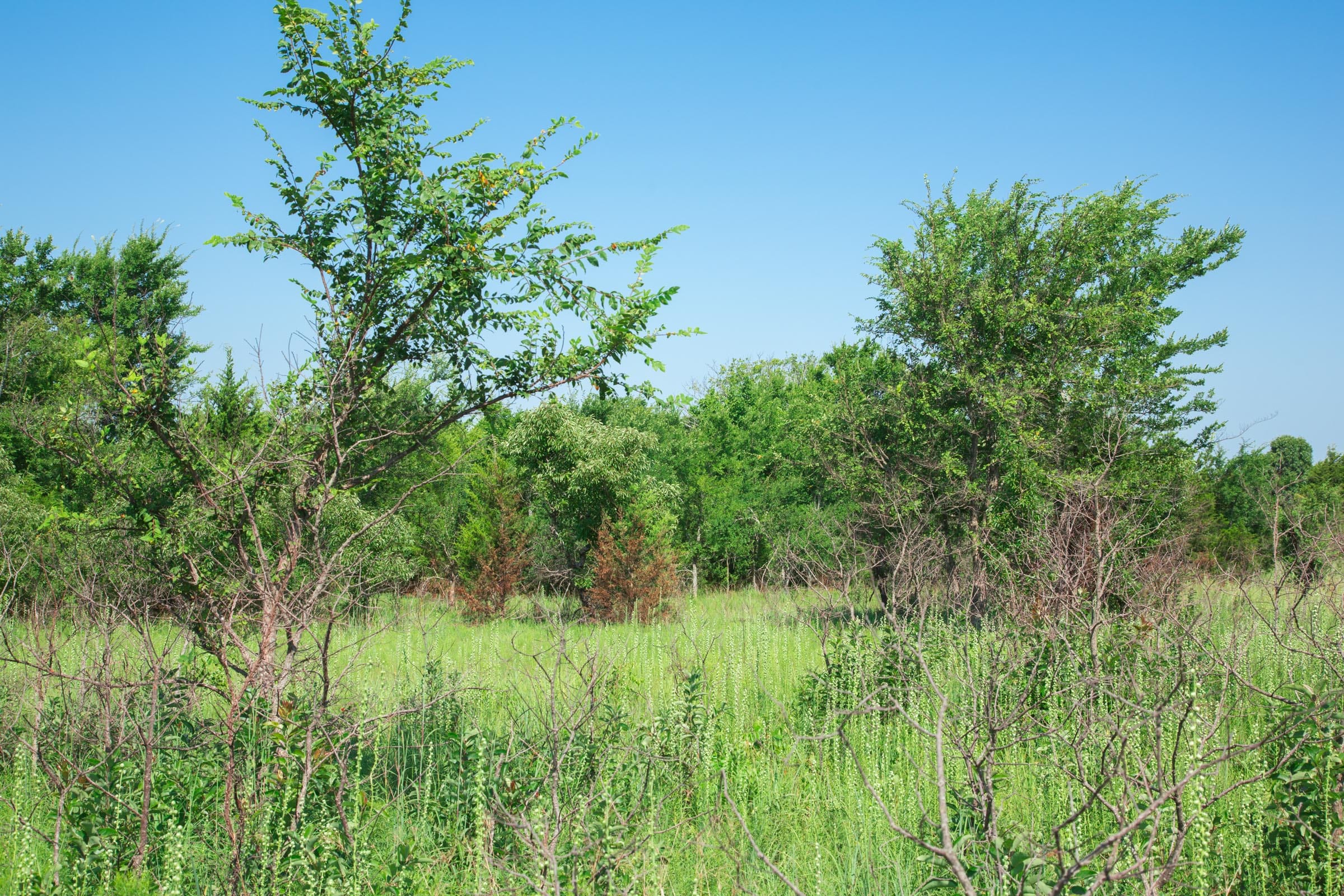 Deep Fork Ranch Tract 16 photo 6