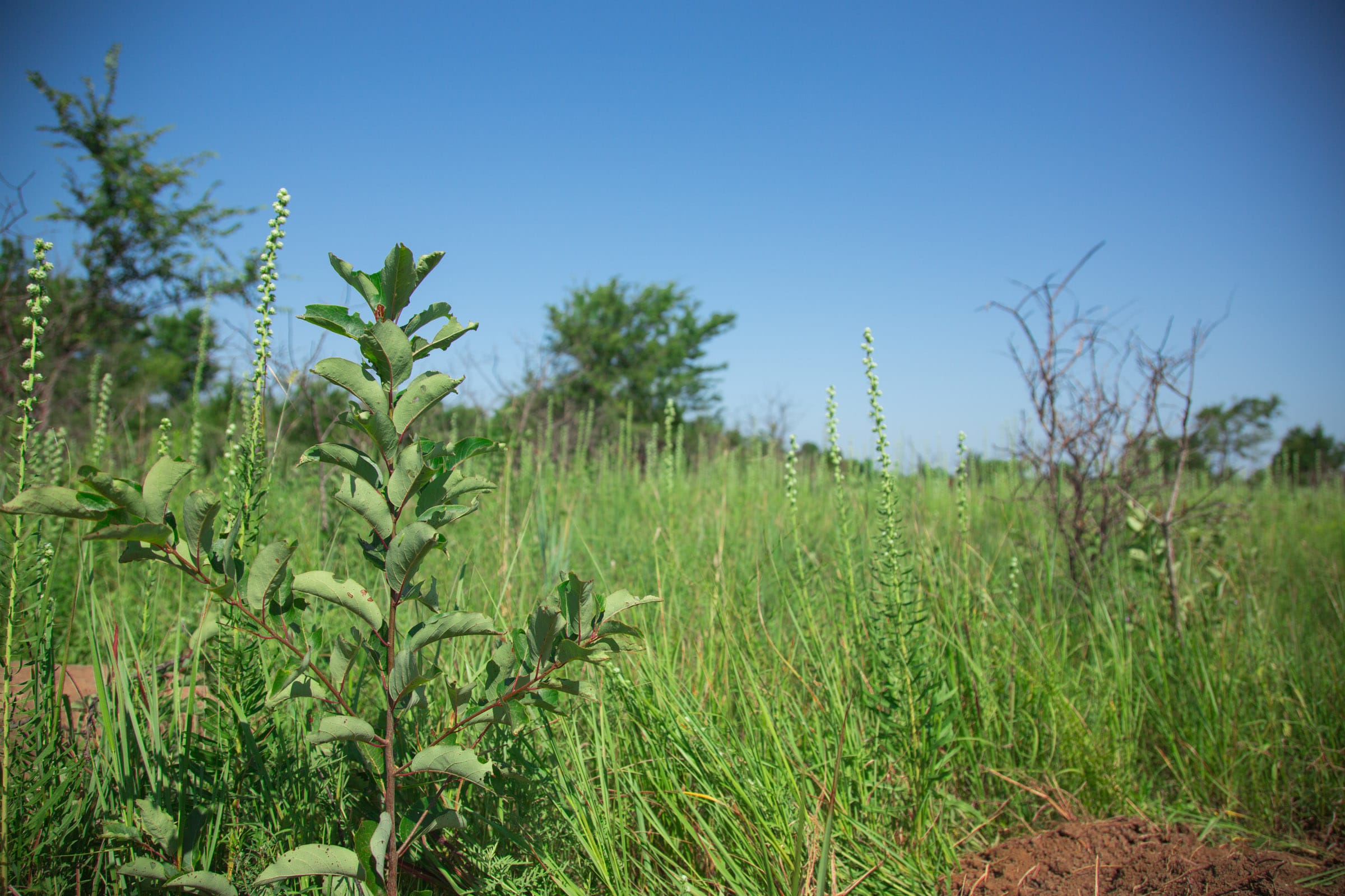 Deep Fork Ranch Tract 16 photo 7