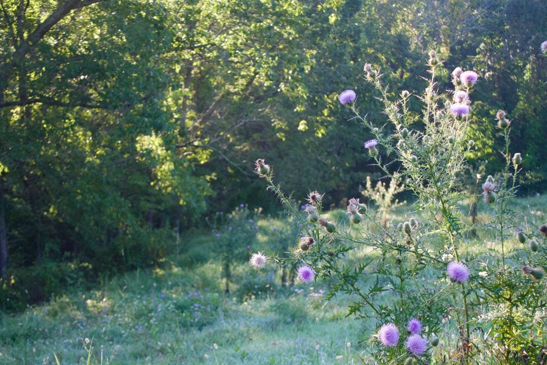 Heritage Hollow Tract 6 photo 3