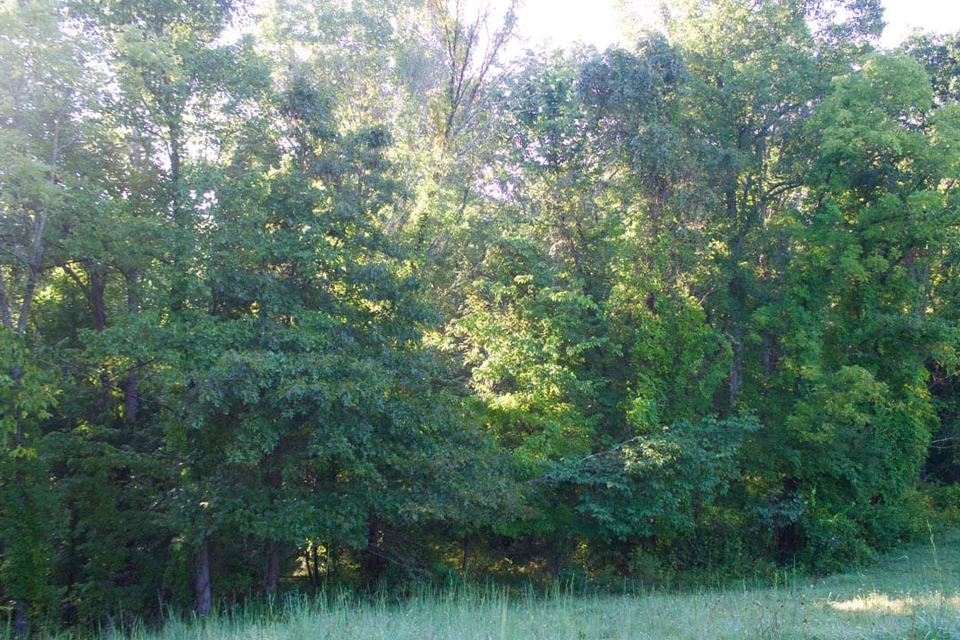 Heritage Hollow Tract 6 photo 6