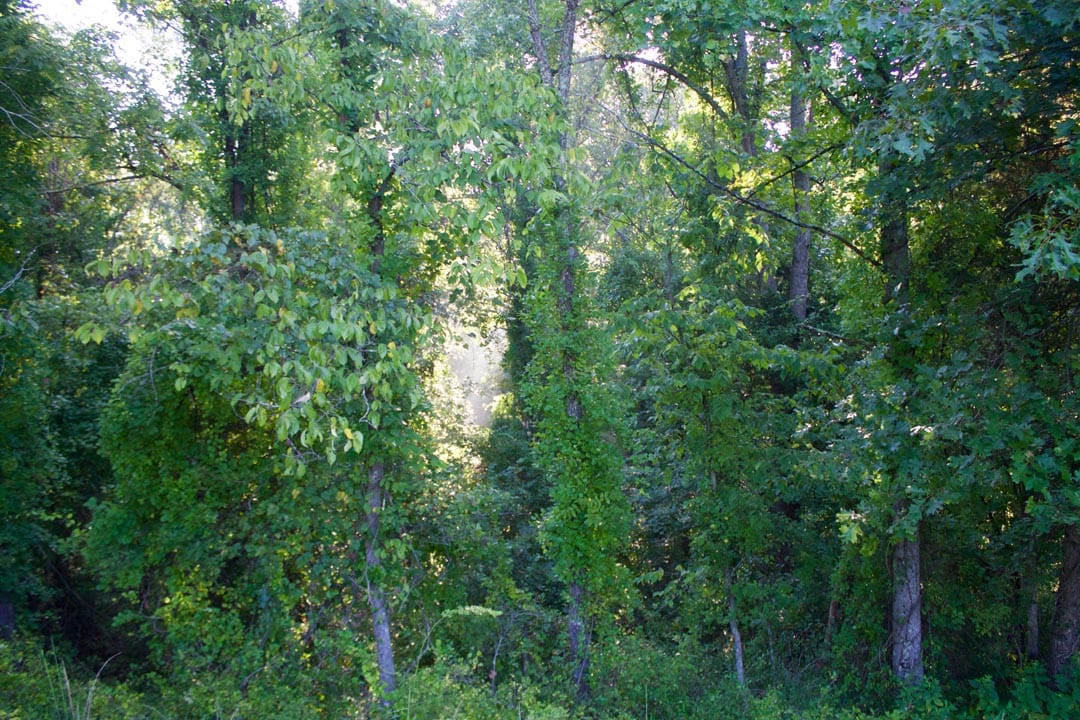 Heritage Hollow Tract 6 photo 8