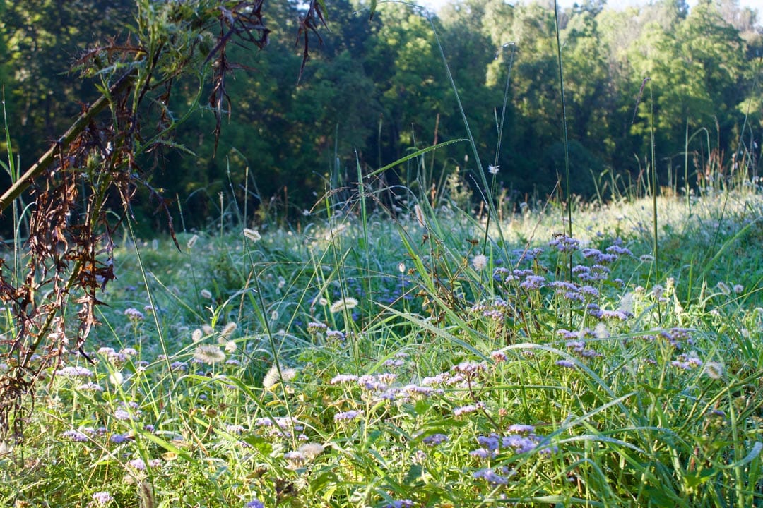 Heritage Hollow Tract 6 photo 12