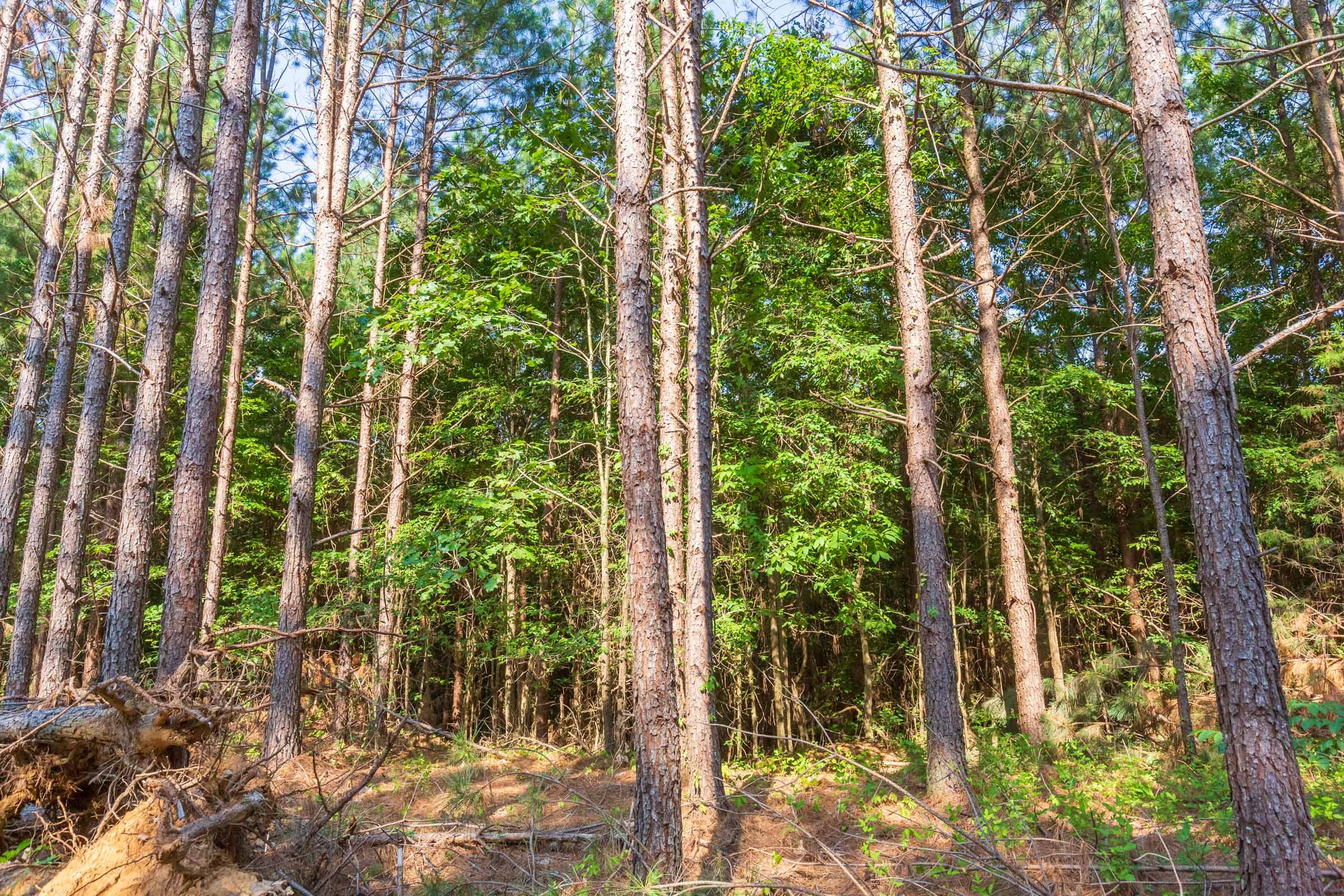 Whiskey Ridge Tract 82 photo 1