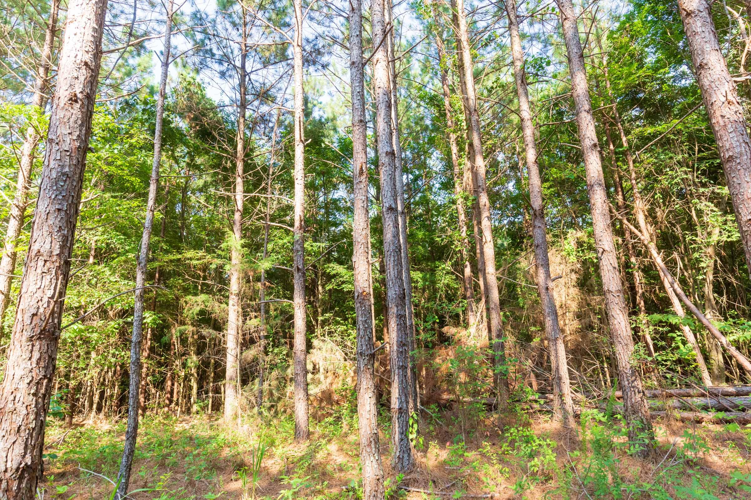 Whiskey Ridge Tract 82 photo 3