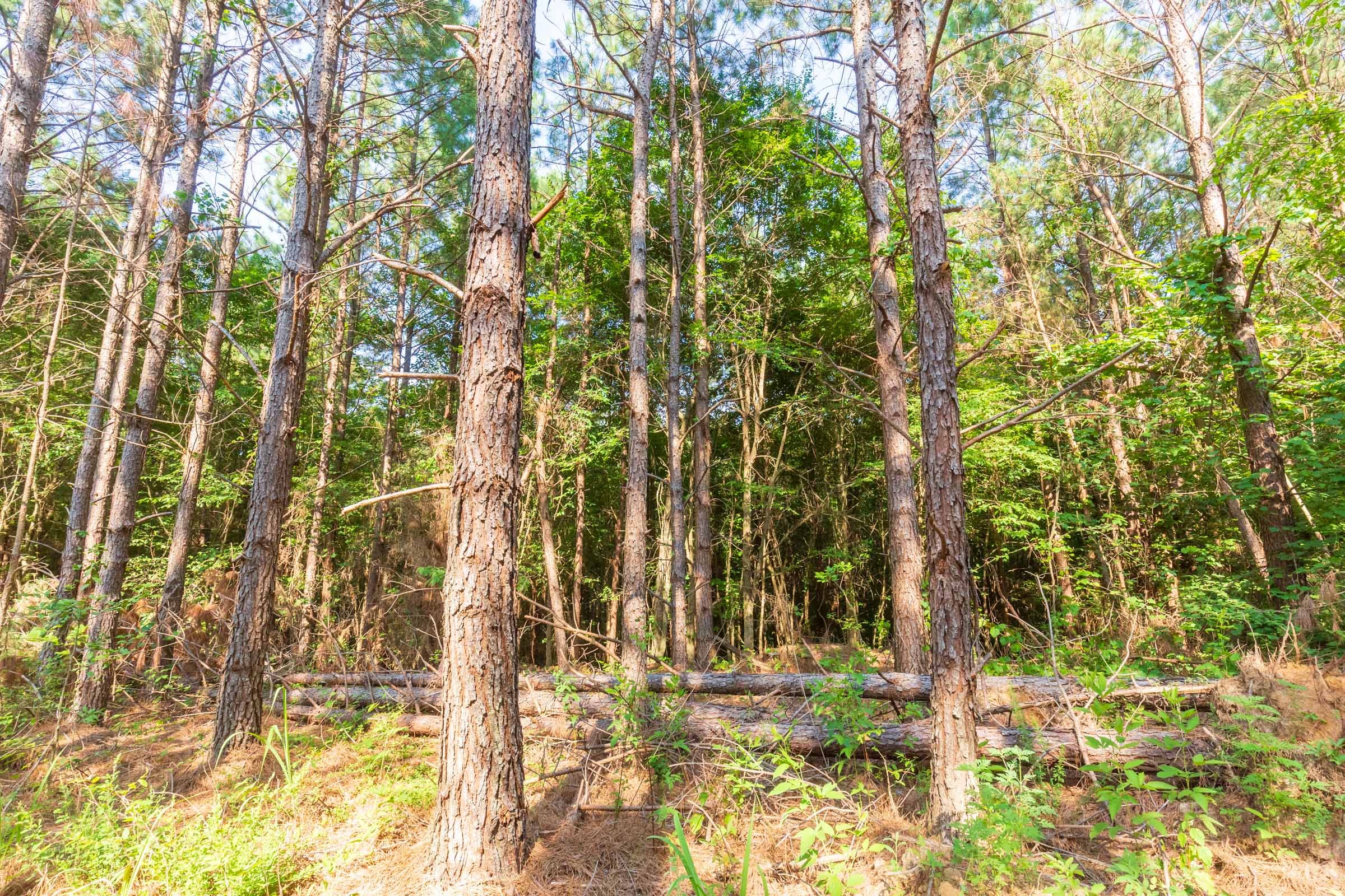 Whiskey Ridge Tract 82 photo 4