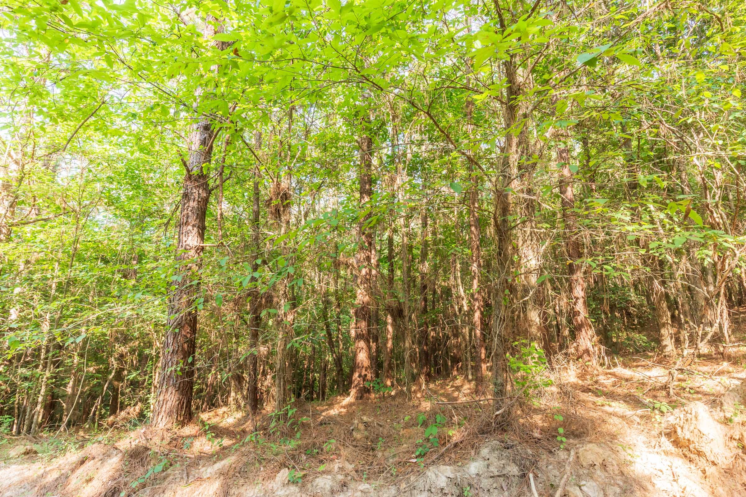 Whiskey Ridge Tract 82 photo 5