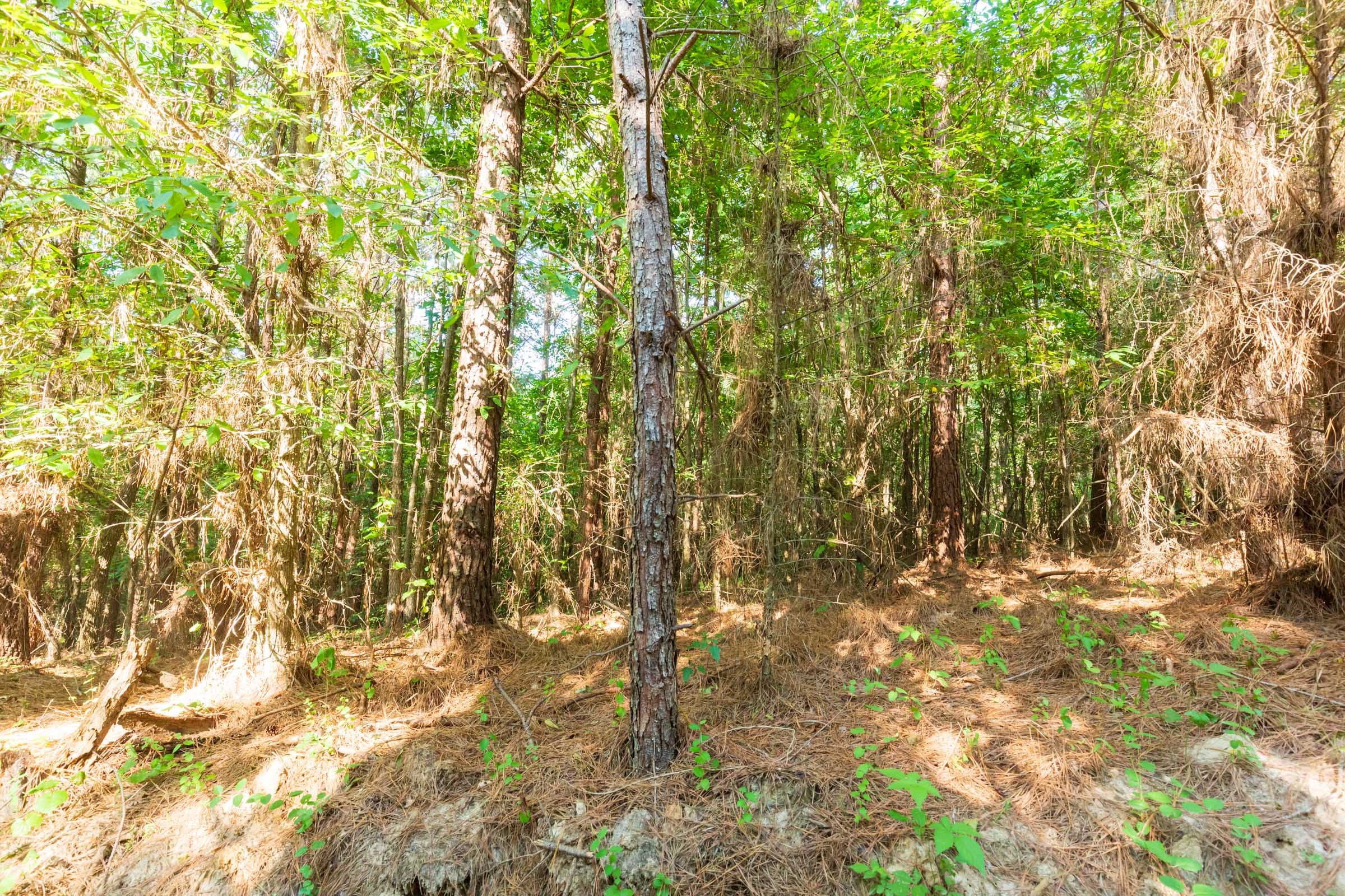 Whiskey Ridge Tract 82 photo 6