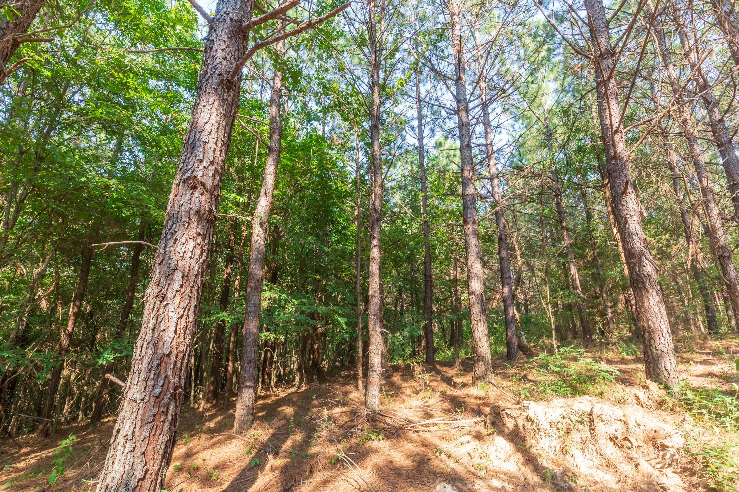 Whiskey Ridge Tract 82 photo 7