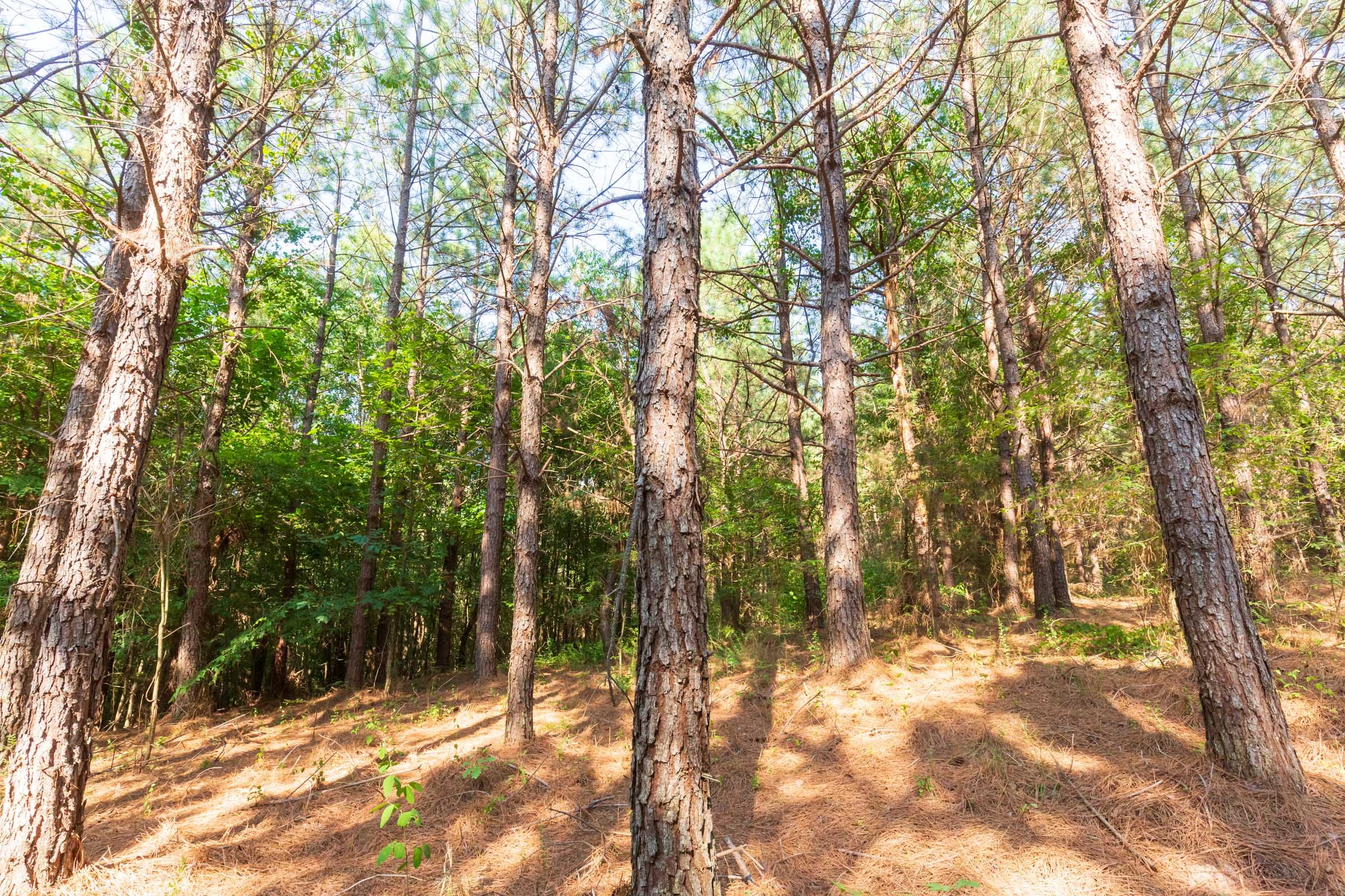 Whiskey Ridge Tract 82 photo 8