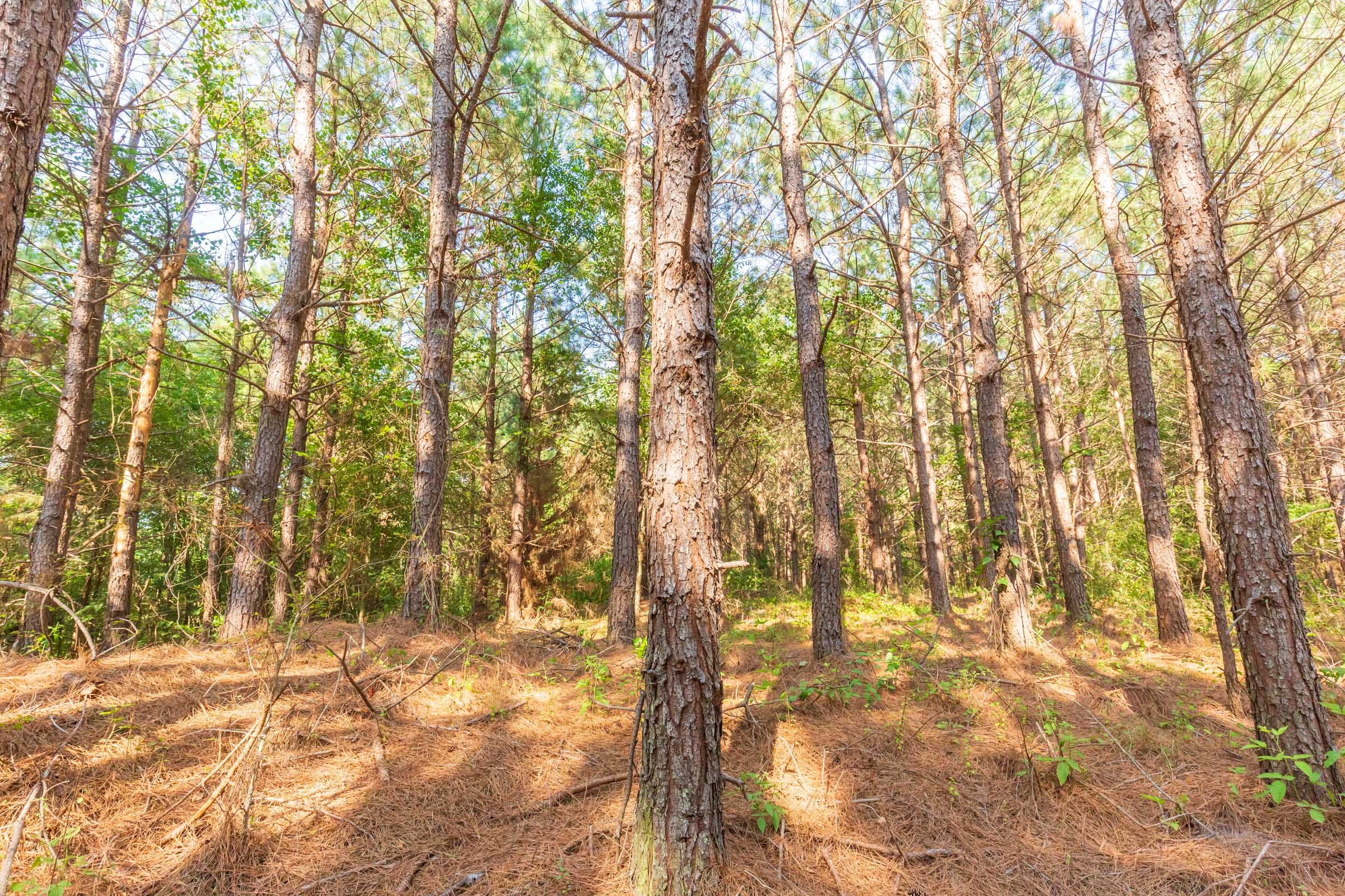 Whiskey Ridge Tract 82 photo 9