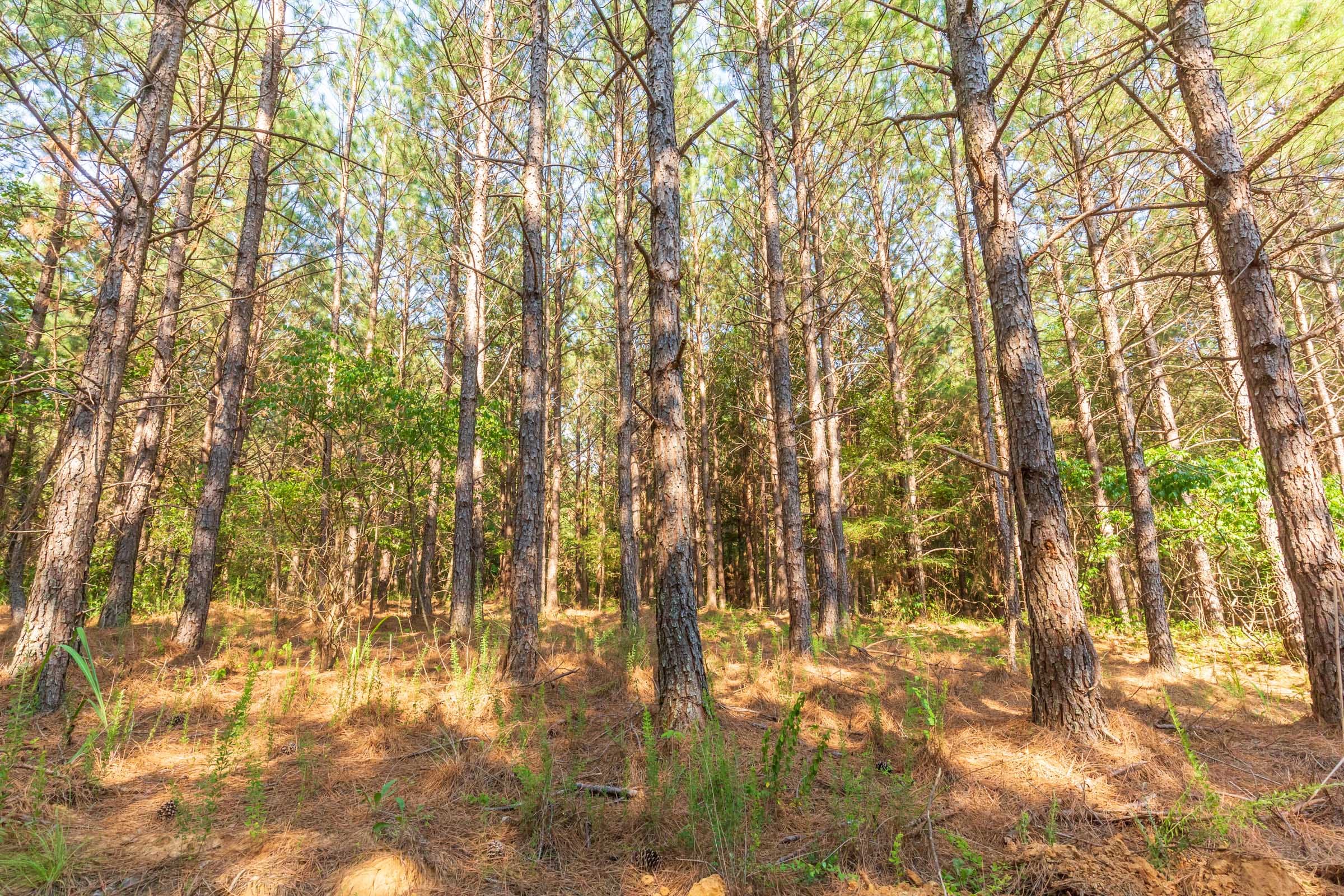 Whiskey Ridge Tract 82 photo 10