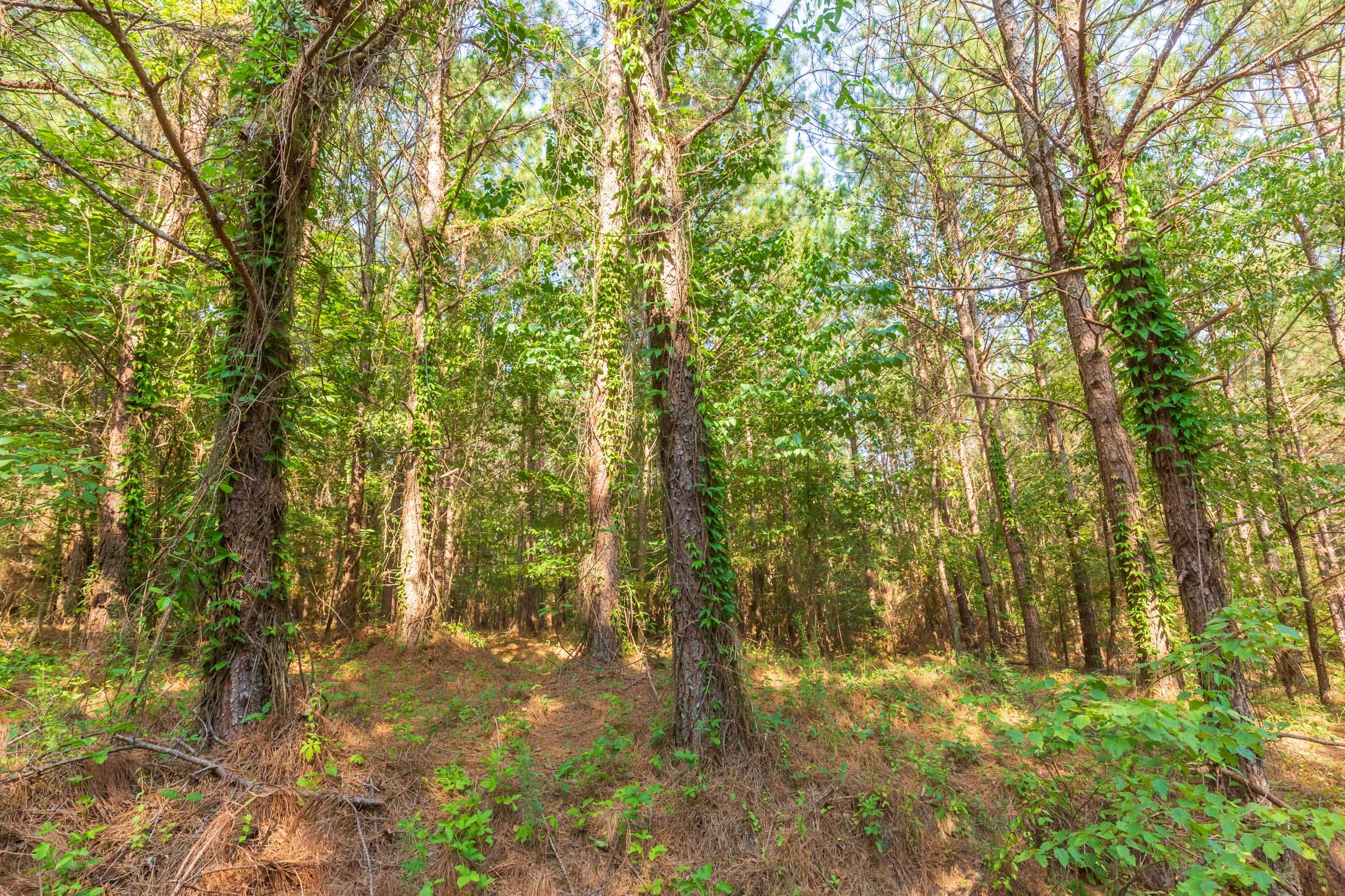 Whiskey Ridge Tract 82 photo 11