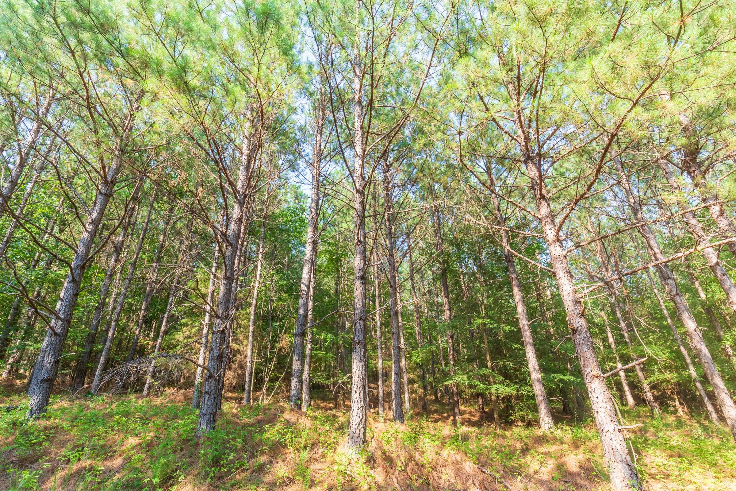 Whiskey Ridge Tract 82 photo 12