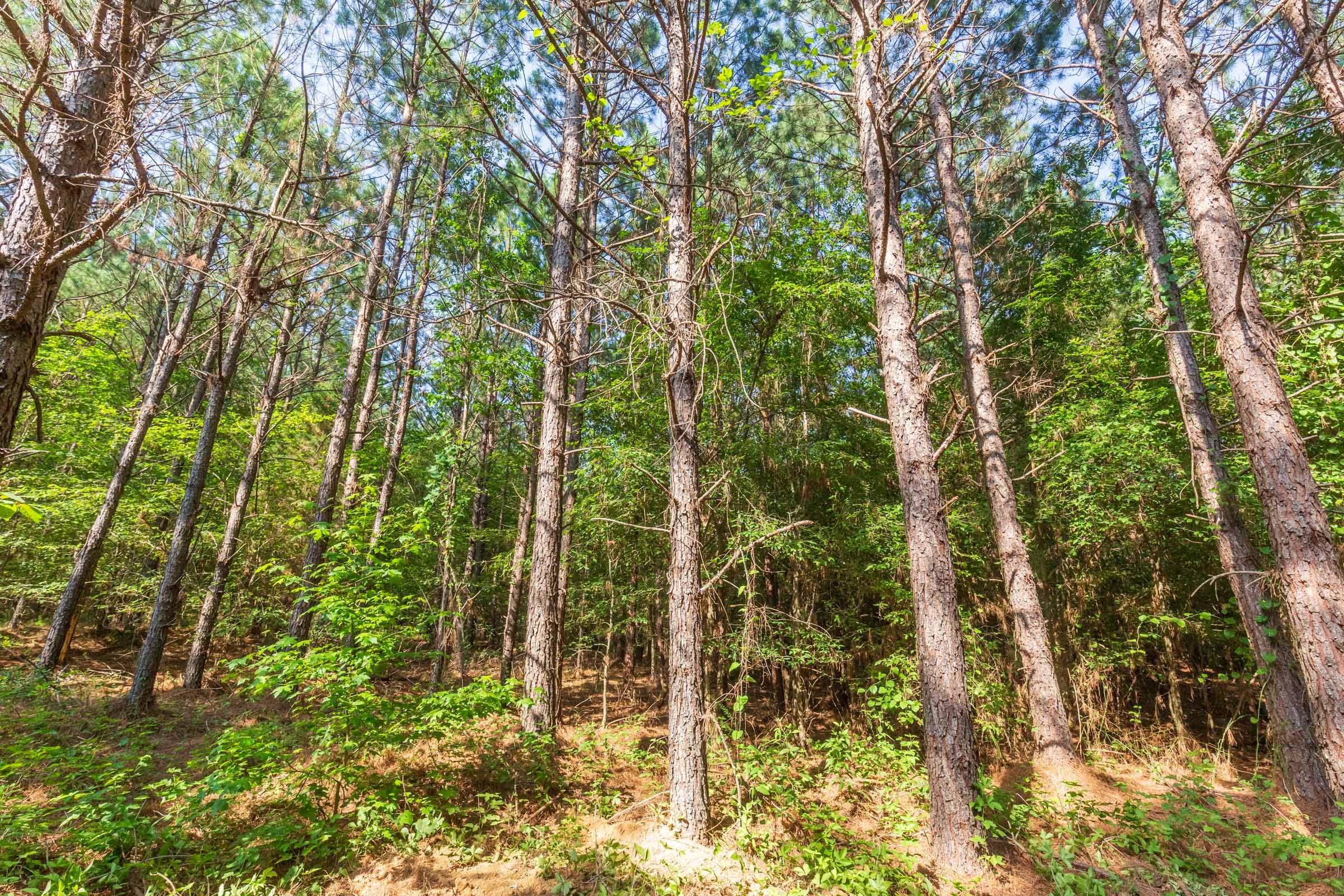 Whiskey Ridge Tract 82 photo 13