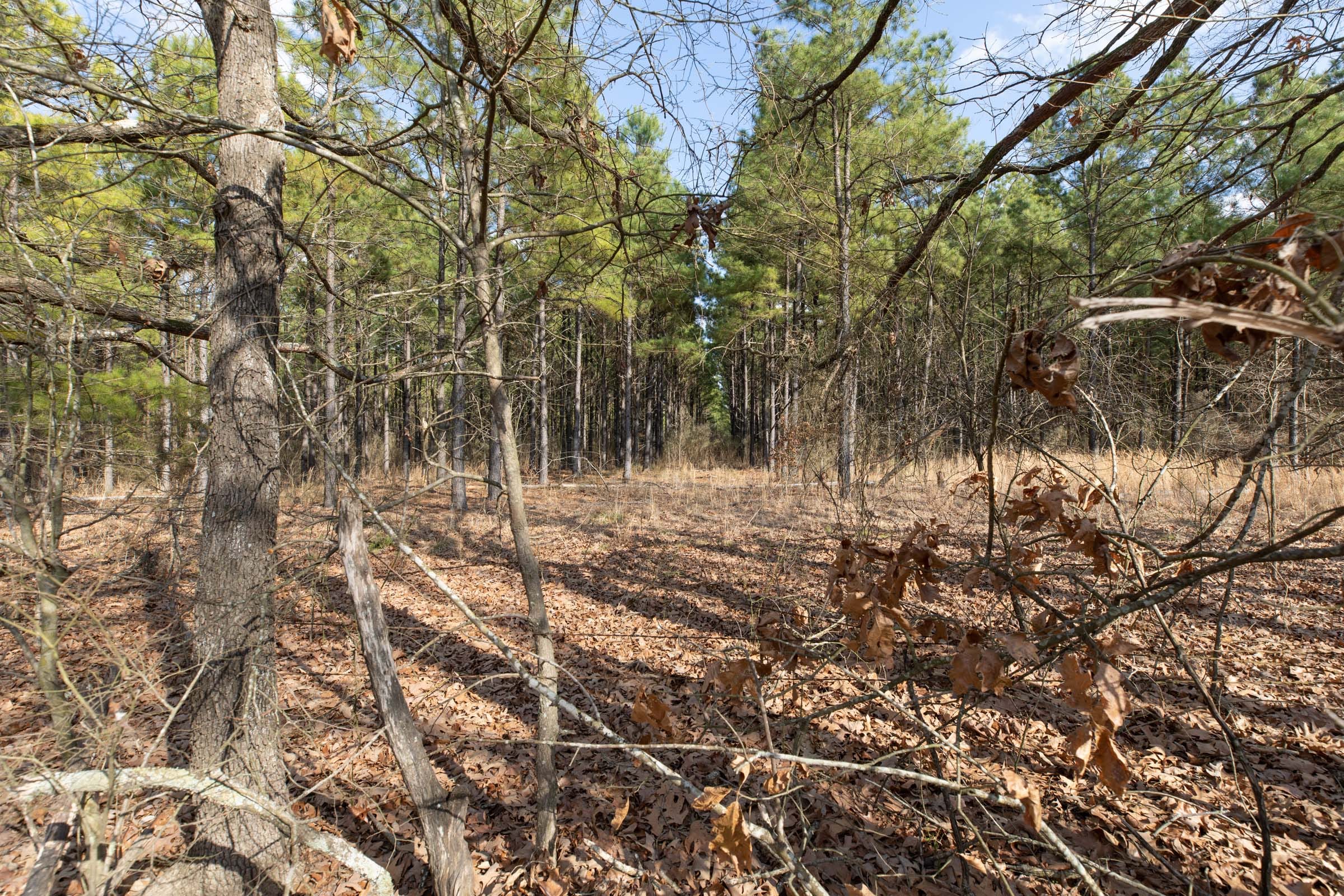 Wishing Star Ranch Tract 46 photo 13