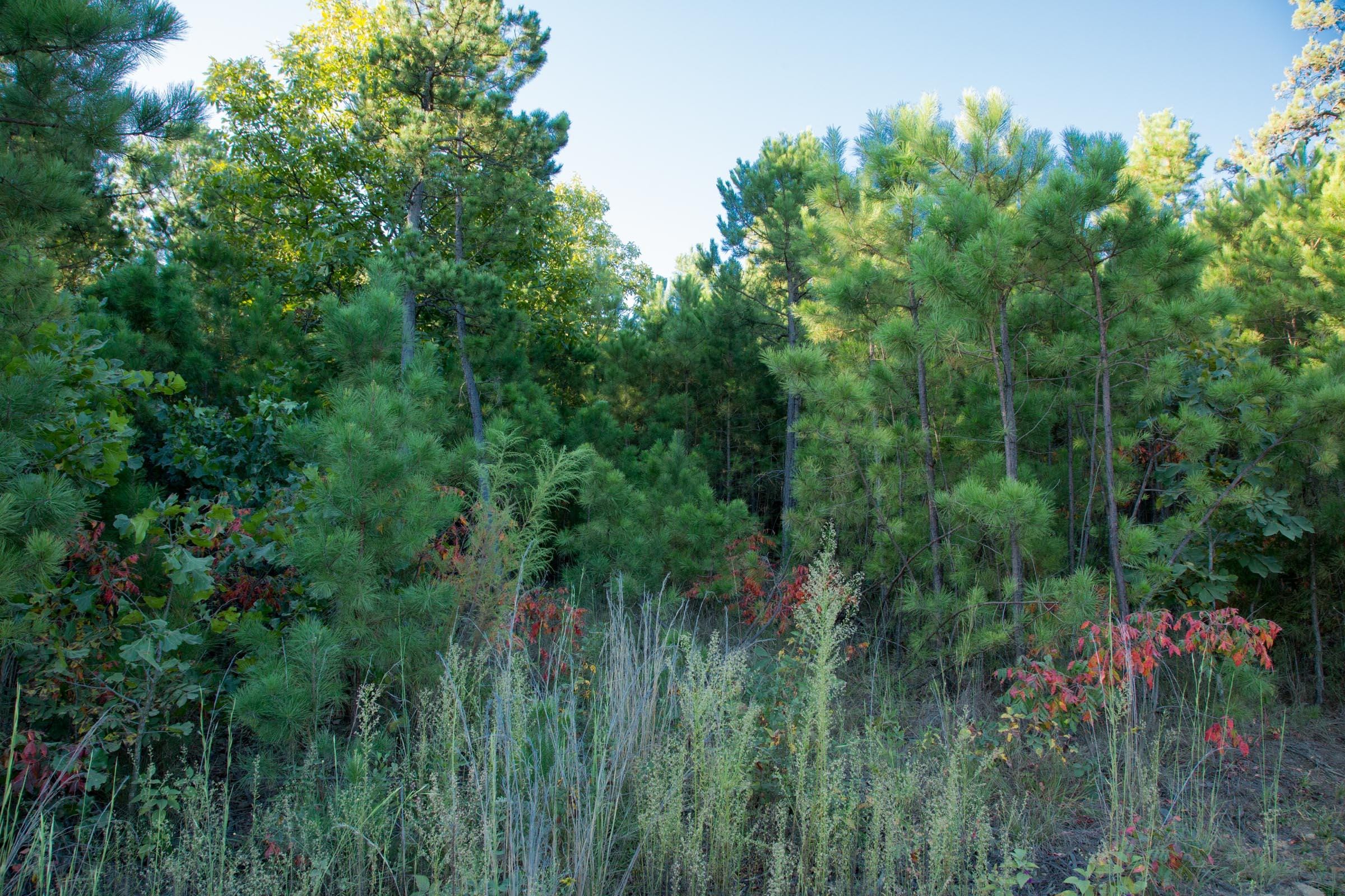 Stone Creek Phase II Tract 280 photo 3