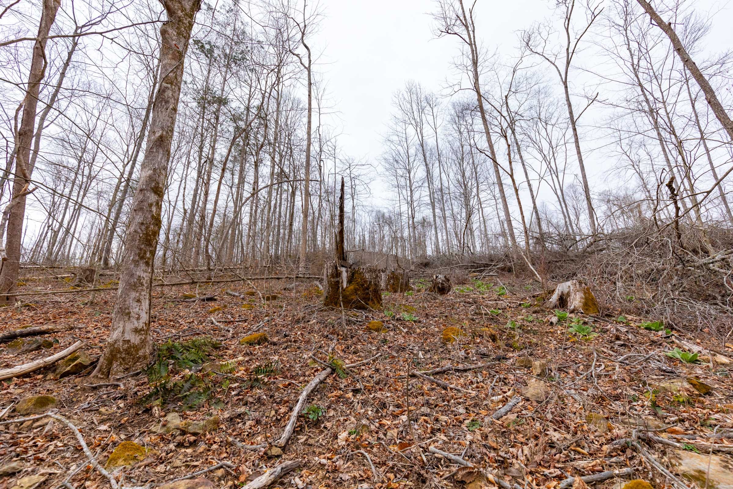 Creek Hollow Phase I Tract 15 photo 8