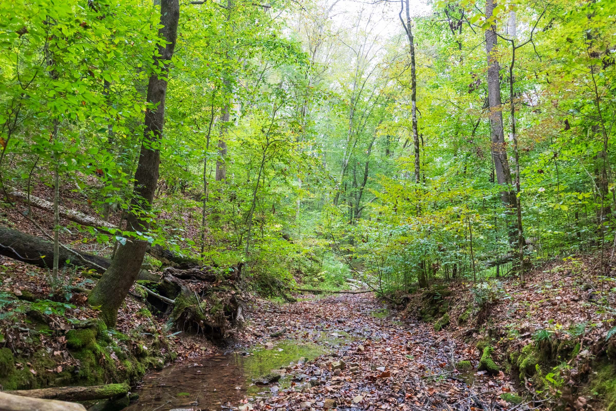 Copper Ridge Tract 6 photo 6
