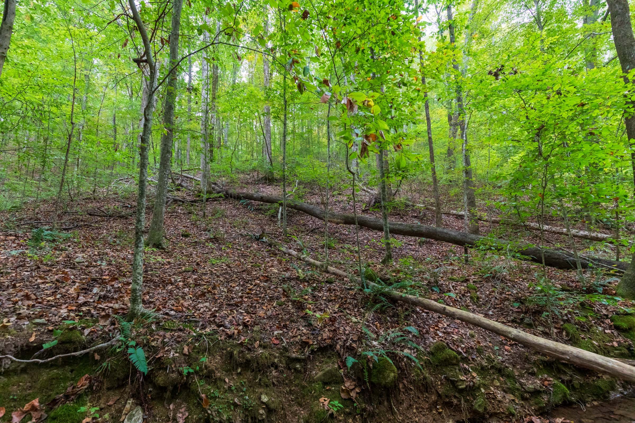 Copper Ridge Tract 6 photo 4