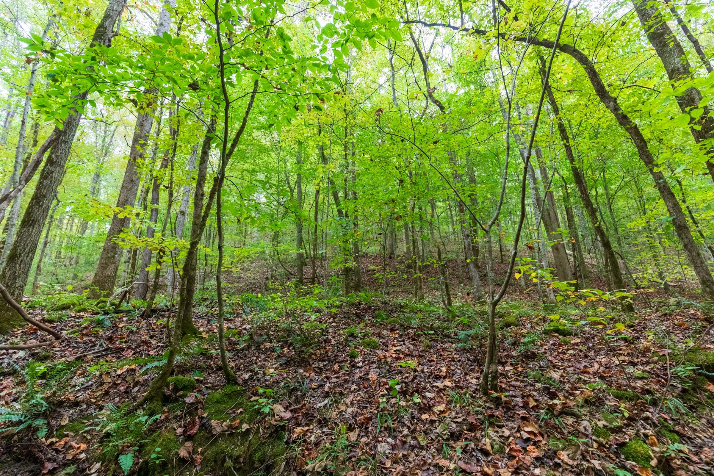 Copper Ridge Tract 6 photo 5