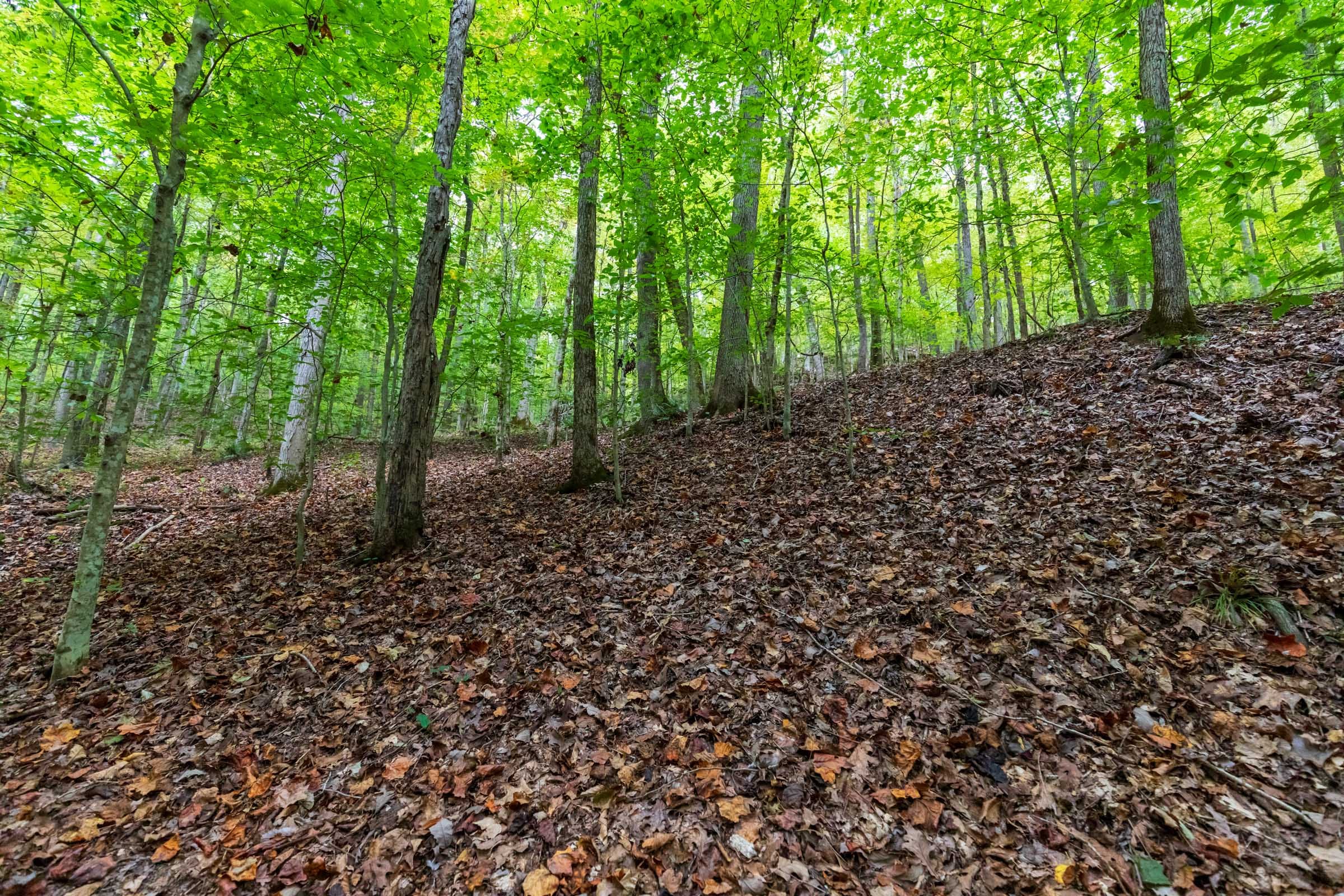 Copper Ridge Tract 6 photo 7