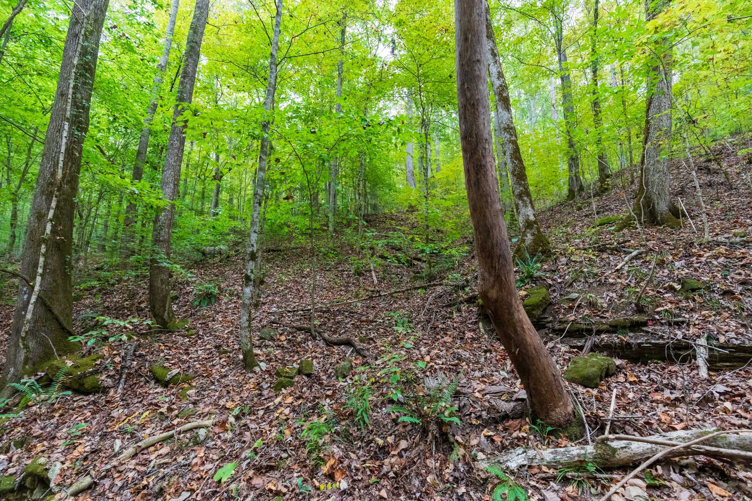 Copper Ridge Tract 6 photo 8
